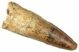 Fossil Spinosaurus Tooth - Real Dinosaur Tooth #357454-1